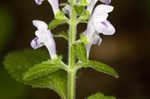 Hairy skullcap